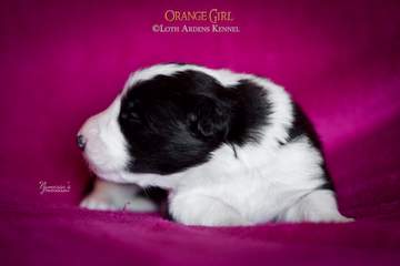 Orange girl - 11 days old