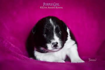 Purple girl - 11 days old