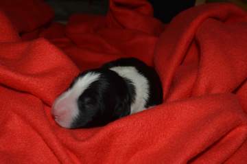 Red boy - 5 hours old