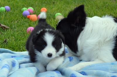 Puppies - 5 weeks