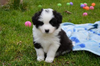 Puppies - 5 weeks