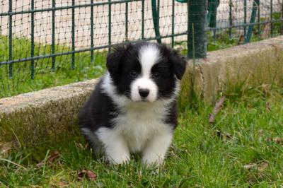 Puppies - 5 weeks