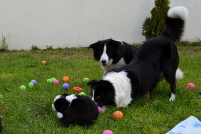 Puppies - 5 weeks