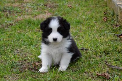 Puppies - 5 weeks