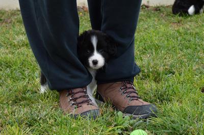Puppies - 5 weeks
