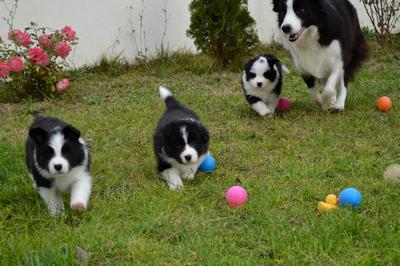 Puppies - 5 weeks