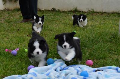 Puppies - 5 weeks