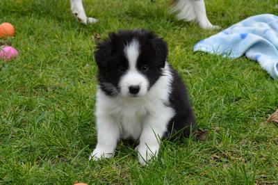 Puppies - 5 weeks