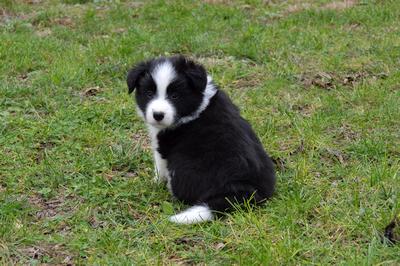 Puppies - 5 weeks