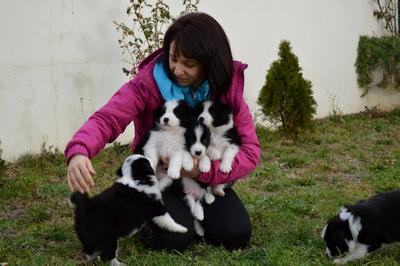 Puppies - 5 weeks