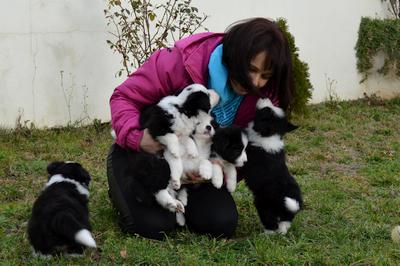 Puppies - 5 weeks