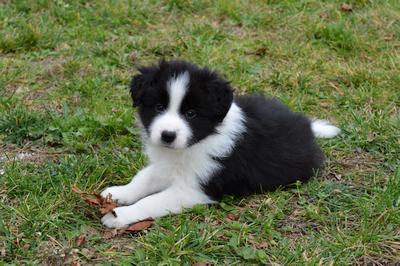 Puppies - 5 weeks